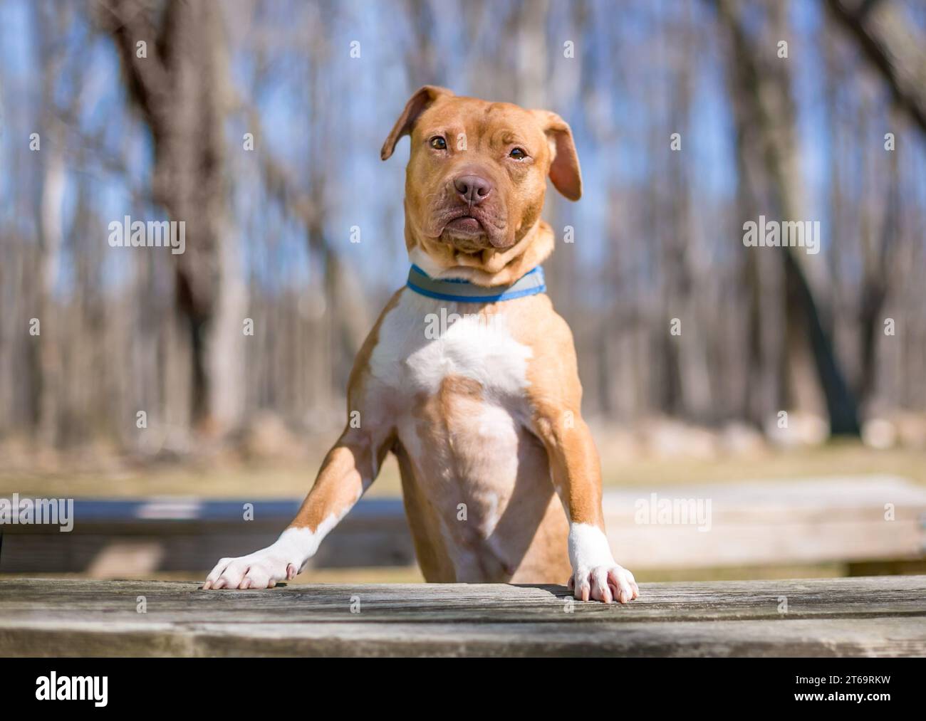 Ein junger rot-weißer Pit Bull Terrier Mischlingshund, der mit seinen Vorderpfoten auf einer Bank steht Stockfoto