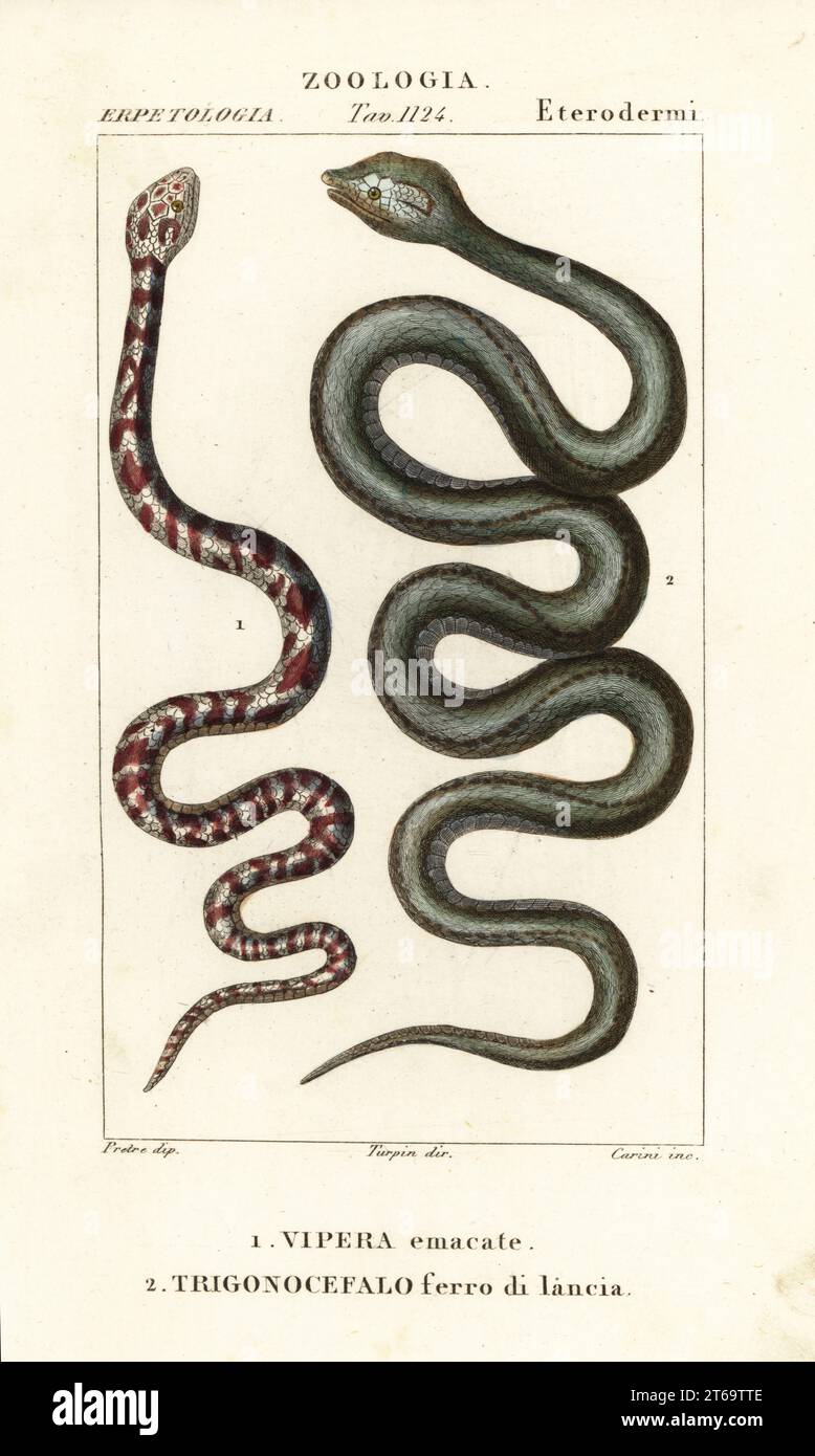 Ringhals-Spuckkobra, Hemachatus haemachatus 1 und Martinique lancehead, Bothrops lanceolatus 2. Vipera emacate, Trigonocefalo Ferro di lancia. Handkolorierter Kupferstich aus Antoine Laurent de Jussieu's Dizionario delle Scienze Naturali, Wörterbuch der Naturwissenschaften, Florenz, Italien, 1837. Illustration von Carini, gezeichnet von Jean Gabriel Pretre und Regie von Pierre Jean-Francois Turpin, herausgegeben von Batelli e Figli. Turpin (1775–1840) gilt als einer der größten botanischen Illustratoren Frankreichs des 19. Jahrhunderts. Stockfoto