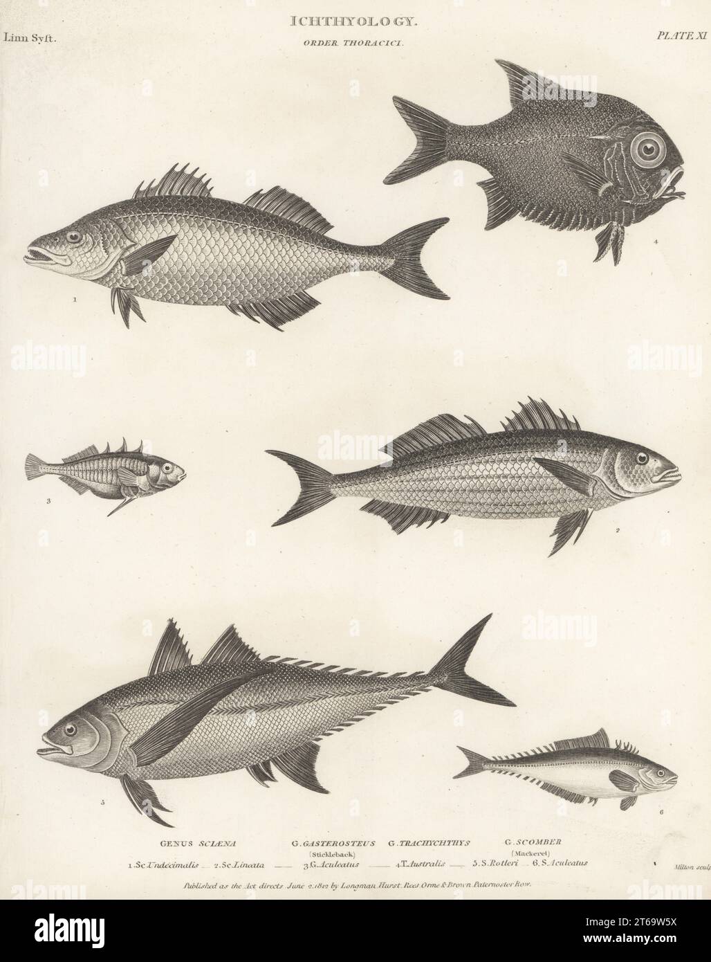 Trachichthys australis Fotos und Bildmaterial in hoher Auflösung Alamy