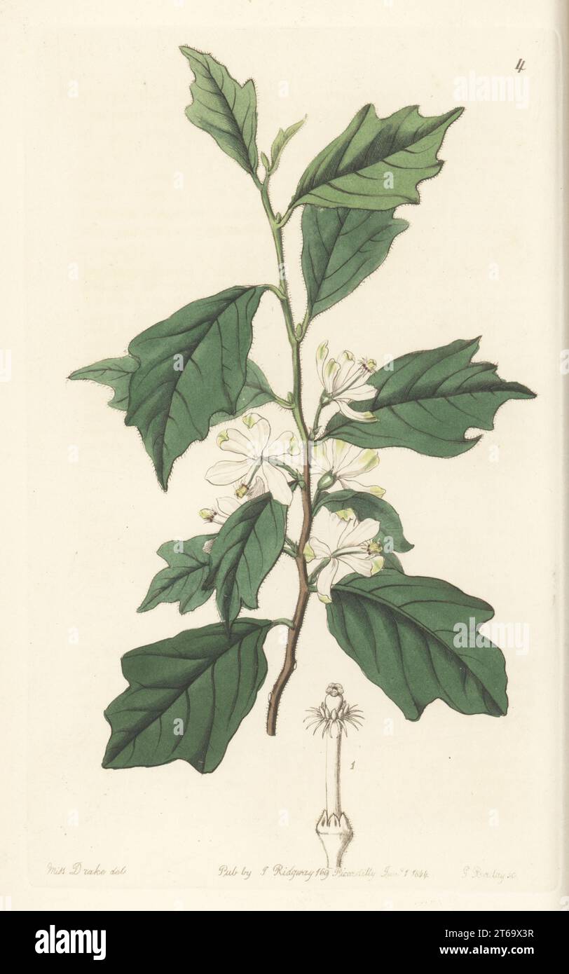 Turraea heterophylla. Die Ofenanlage wurde von Pflanzenjäger Thomas Whitfield in Sierre Leone gefunden und an den Duke of Devonshire in Chiswick House geschickt. Gelappte Turraea, Turraea lobata. Handkolorierter Kupferstich von George Barclay nach einer botanischen Illustration von Sarah Drake aus dem Edwards Botanical Register, Fortsetzung von John Lindley, herausgegeben von James Ridgway, London, 1844. Stockfoto