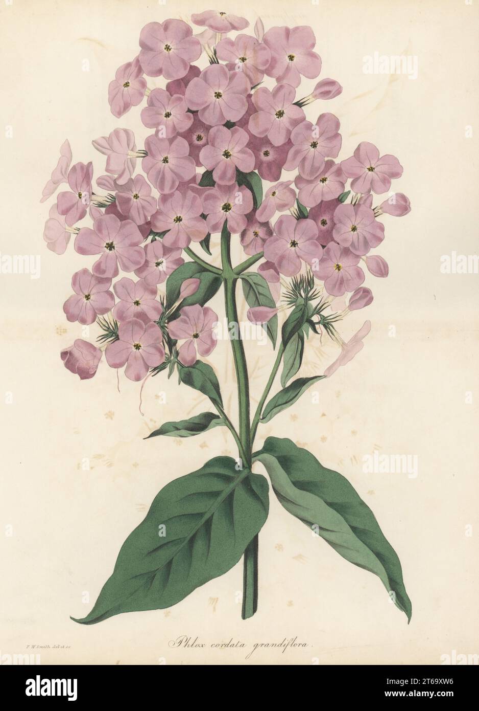 Phlox paniculata Hybrid, aufgezogen von Gärtnerin und Florist Thomas Clark aus East Retford, Nottinghamshire. Grossblütige Cordatlichnidea, Phlox cordata grandiflora. Handkolorierte botanische Illustration, gezeichnet und graviert von Frederick William Smith aus dem Joseph Paxtons Magazine of Botany, and Register of Flowering Plants, Band 1, Orr and Smith, London, 1834. Stockfoto