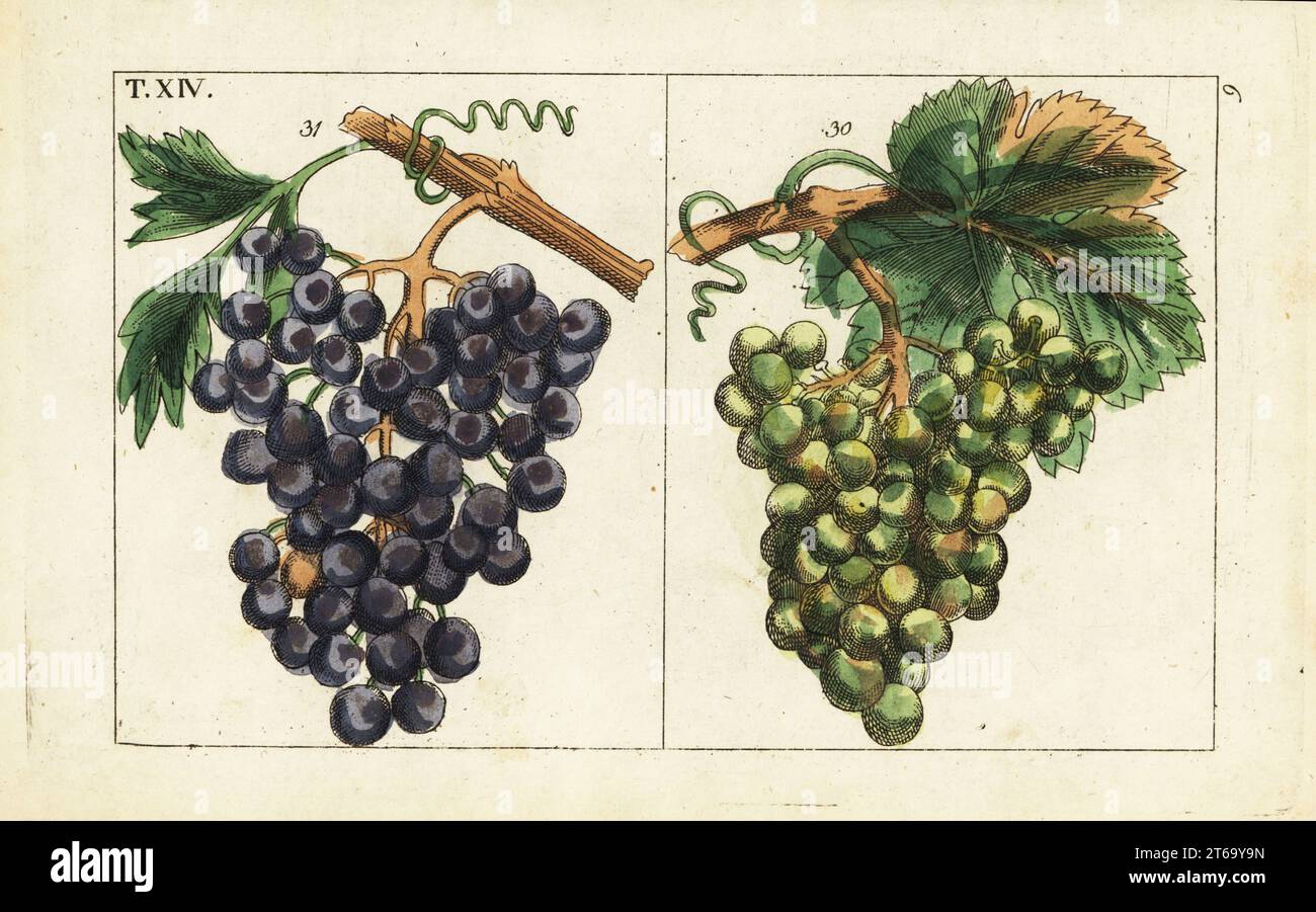 Chiavenna Trauben, Pinot Noir Trauben, Vitis vinifera. Handkolorierter Kupferstich einer botanischen Illustration aus Gottlieb Tobias Wilhelms Unterhalten aus der Naturgeschichte, Wien, 1816. Stockfoto