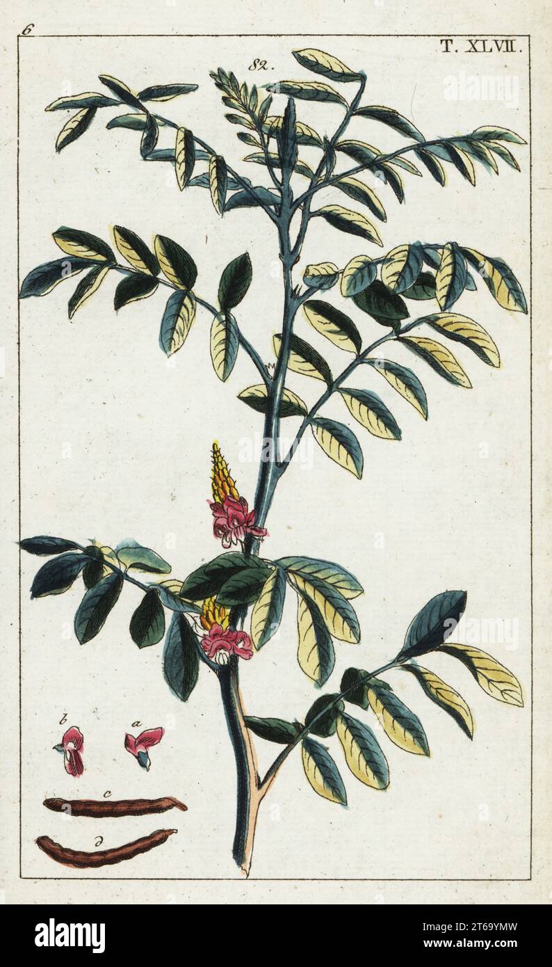 Echte Indigo, Indigofera tinctoria. Handkolorierter Kupferstich einer botanischen Illustration aus Gottlieb Tobias Wilhelms Unterhalten aus der Naturgeschichte, Wien, 1816. Stockfoto