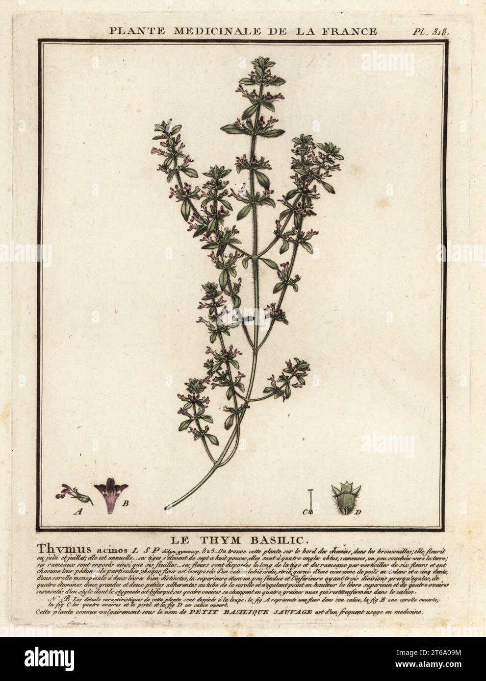 Basilikum Thymian oder Frühlingsbohnenkraut, Clinopodium acinos. Le Thym basilic, Thymus acinos. Kupferstich in drei Farben von Pierre Bulliard aus seiner Herbier de la France, ou Collection complete des plantes indigees de ce royaume, Didot jeune, Debure et Belin, 1780-1793. Stockfoto