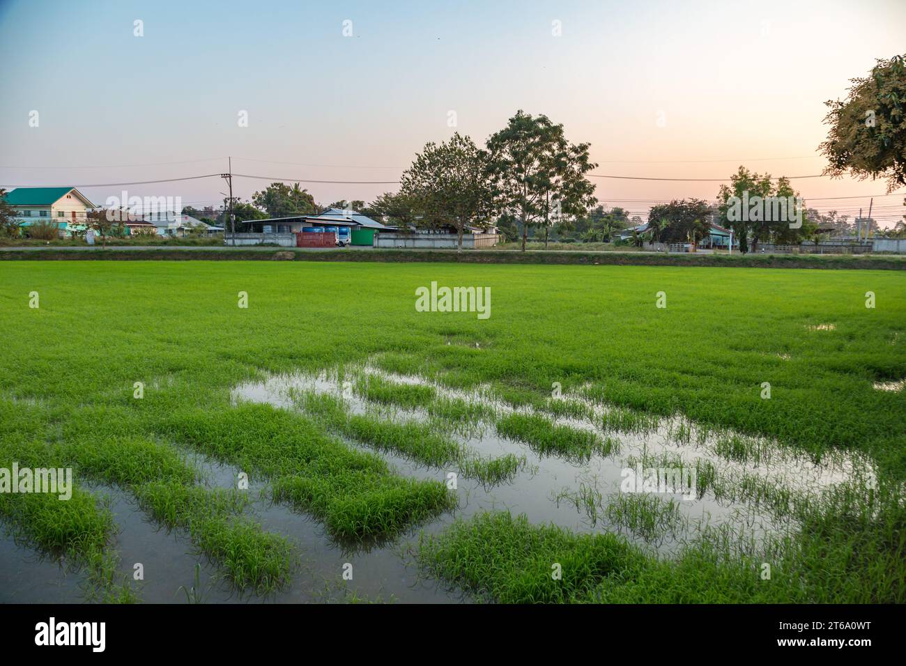 Reisfelder in einem Wohngebiet von Chiang Rai, Thailand Stockfoto