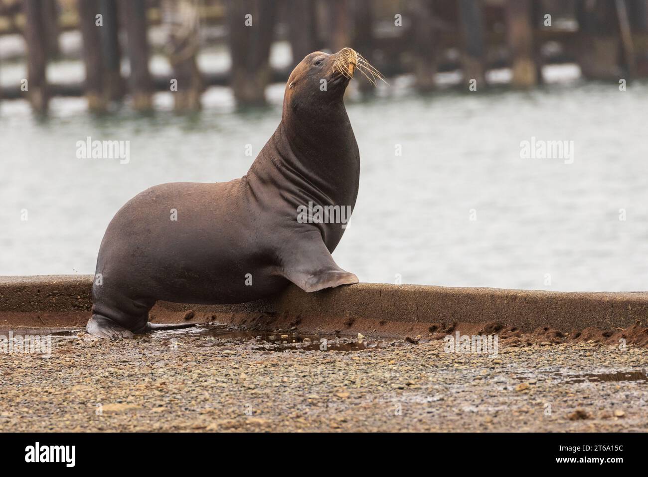 Ein einsamer, männlicher kalifornischer Seelöwe (Zalophus californianus) in der Nähe der Docks am Crescent Harbor in Crescent City, Kalifornien, USA. Stockfoto