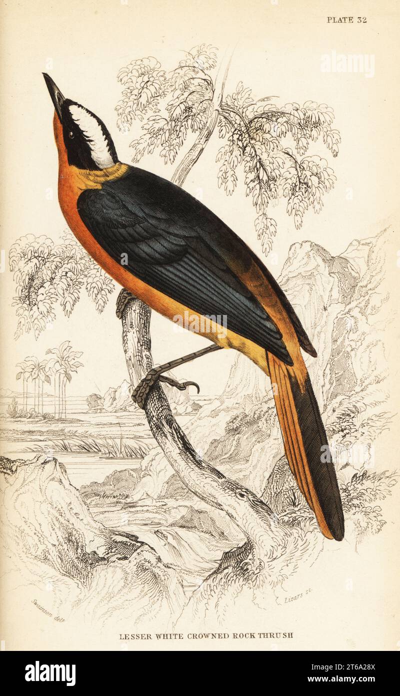 Weißgekrönte robin-Chat, Cossypha albicapilla (kleine weißgekrönte Felsendrossel, Petrocincla albicapilla). Handkolorierter Stahlstich von William Lizars nach einer Illustration von William John Swainson aus seinen Birds of Western Africa in Sir William Jardines Naturalists Library: Ornithology, Lizars, Edinburgh, 1837. Stockfoto