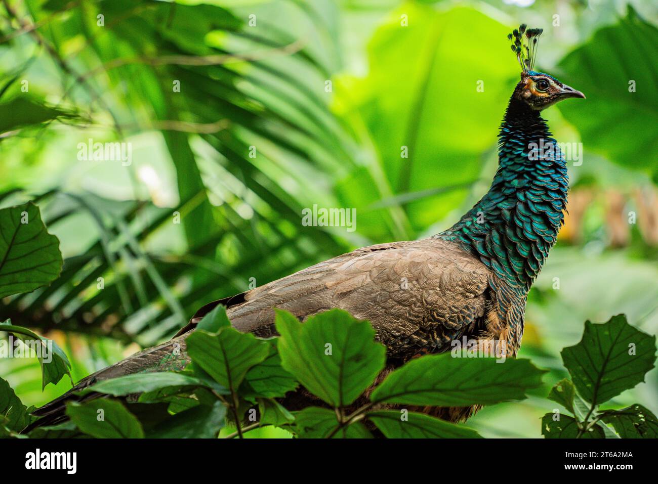 Der Kampong, National Tropical Botanical Garden in Miami, Florida: Peafowl (Männchen sind Pfauen und Weibchen sind Peahens) werden als Haustier eingestuft Stockfoto