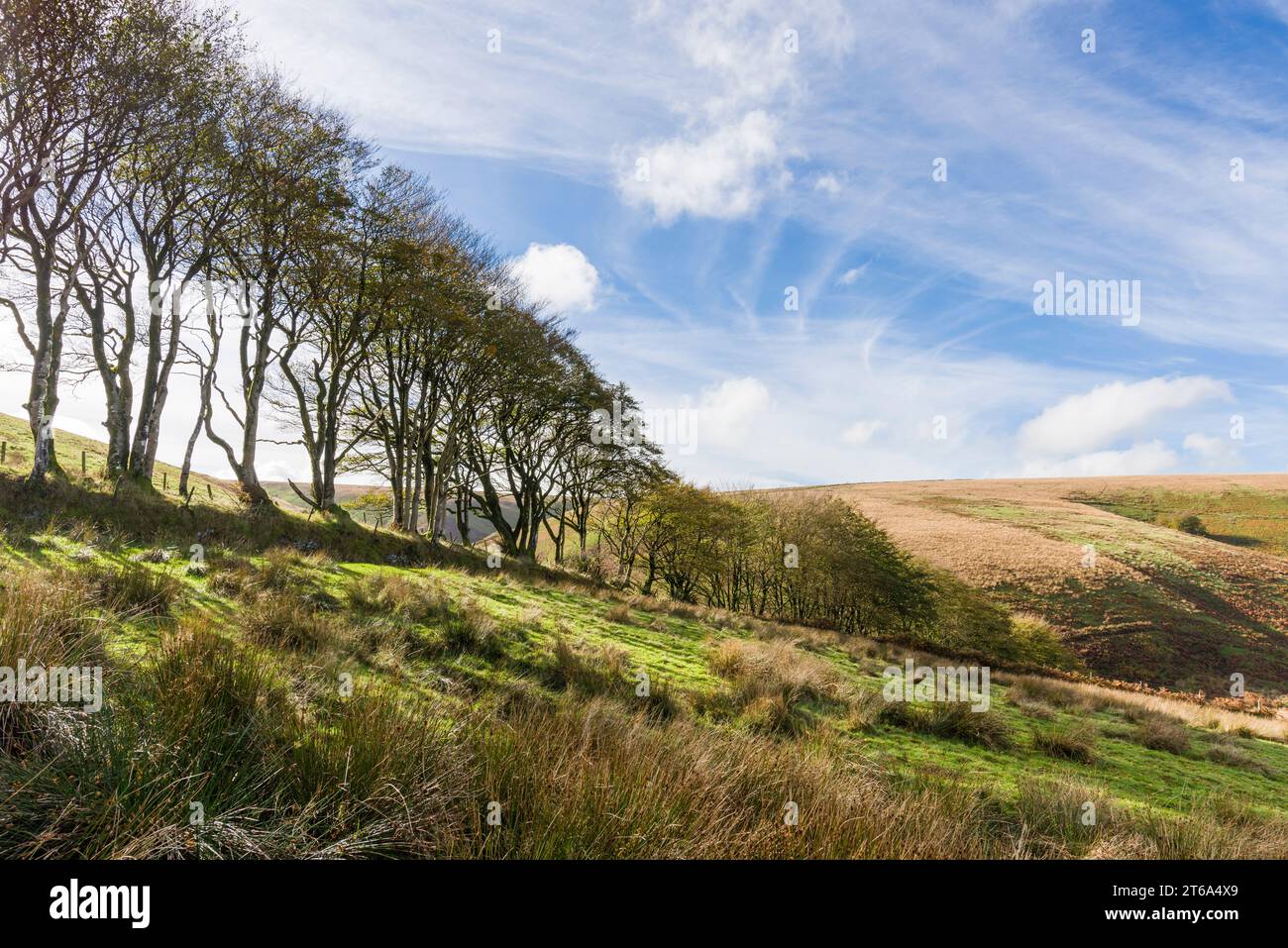 Buchenhecke im Herbst am Saddle Gate auf der Nordseite der Ketten im Exmoor-Nationalpark, Devon, England. Stockfoto