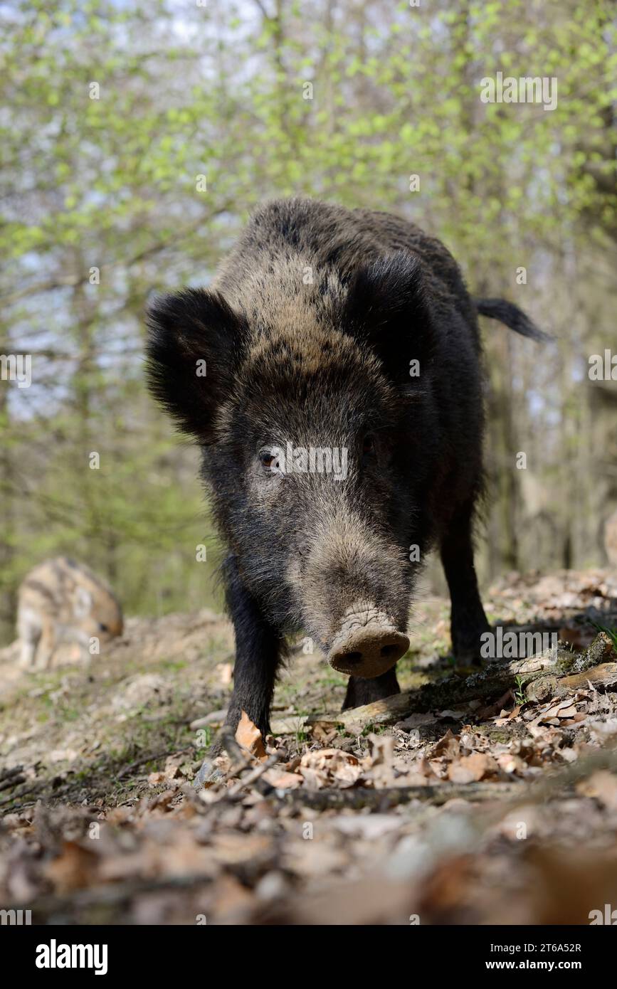 Europäisches Wildschwein (Sus scrofa scrofa), weiblich, Nordrhein-Westfalen, Deutschland | Europäisches Wildschwein (Sus scrofa scrofa), Bache Stockfoto