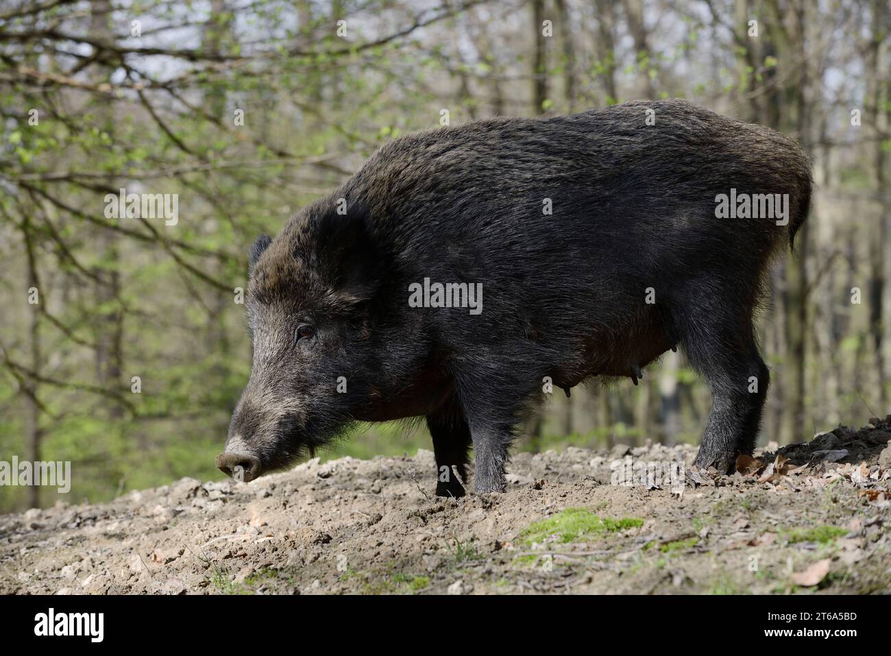 Europäisches Wildschwein (Sus scrofa scrofa), weiblich, Nordrhein-Westfalen, Deutschland | Europäisches Wildschwein (Sus scrofa scrofa), Bache Stockfoto