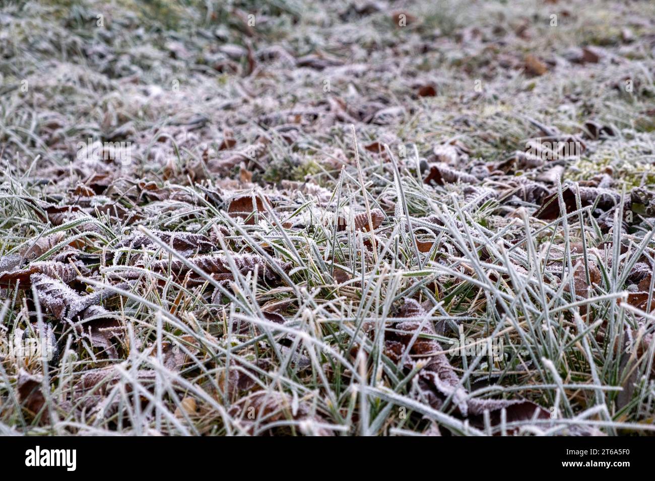 Winter, Frost auf dem Gras, Raureif auf dem Gras, Raureif auf der Pflanze Stockfoto