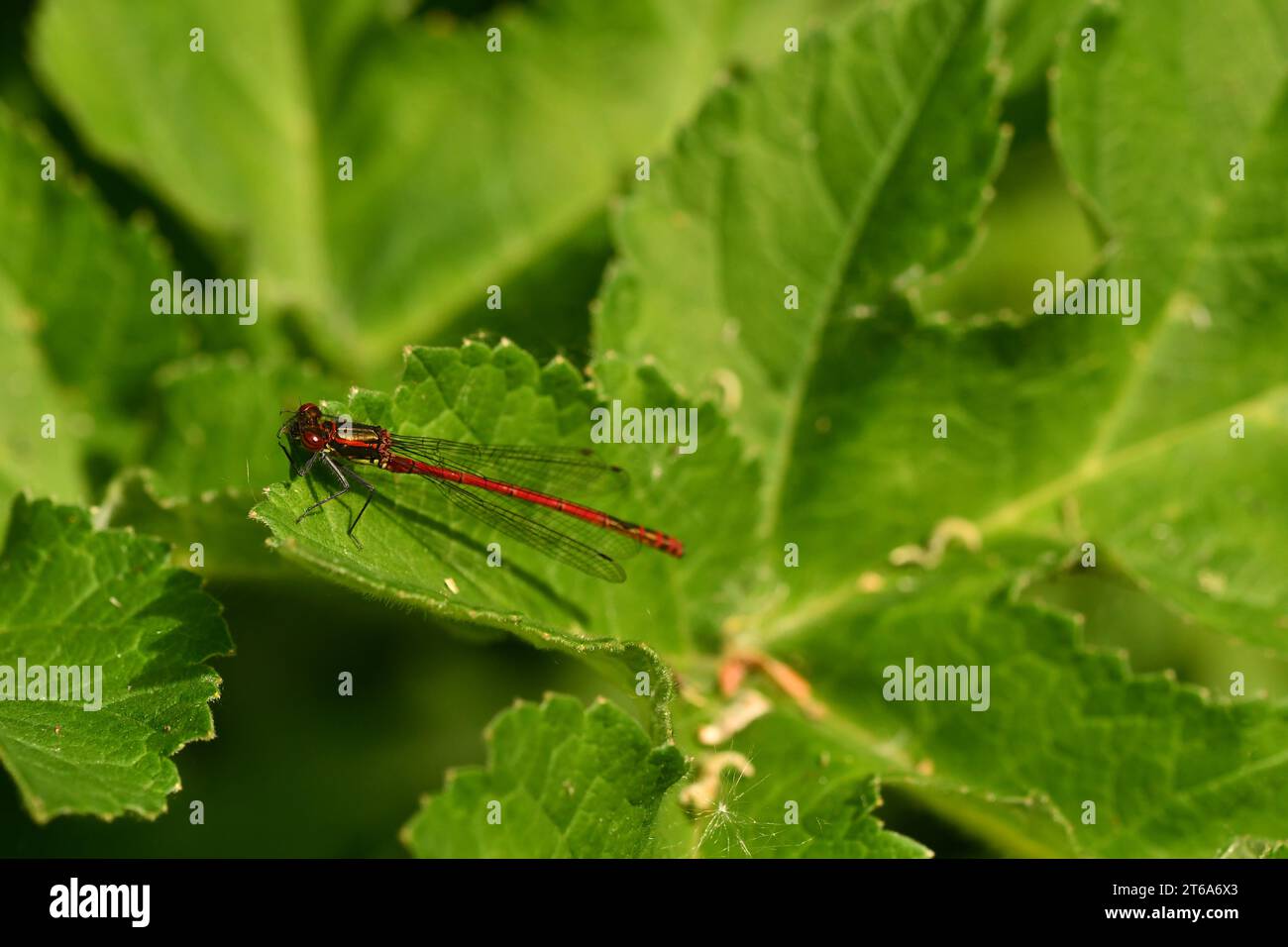 Drachtscheibe, Damselfliegen, Calopteryx splendens, gebänderte Demoiselle, Brídeog Bhandach, Makro - Nahaufnahmen, Kilkenny, Irland Stockfoto