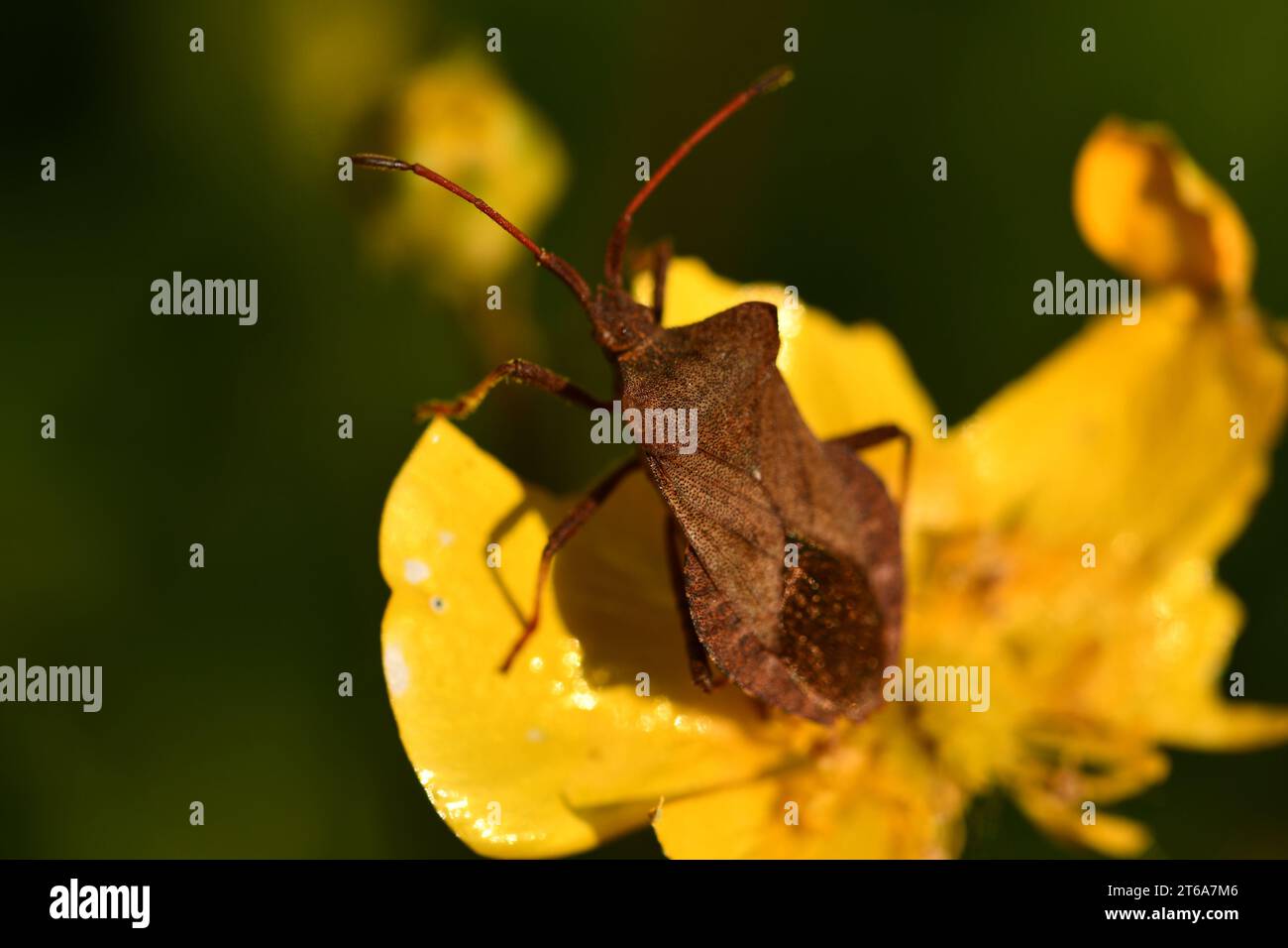 Coreidae, Blattfußwanze, Insekten, Makrofotografie, Kilkenny, Irland Stockfoto