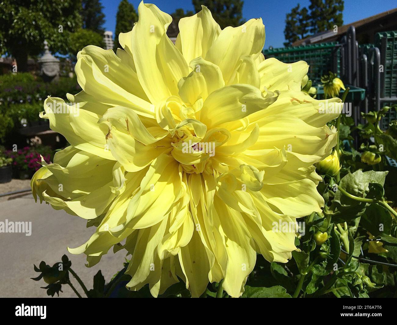 Eine leuchtend gelbe Blume, die in voller Blüte in einem üppigen Garten steht und der Landschaft eine lebendige Farbe verleiht Stockfoto