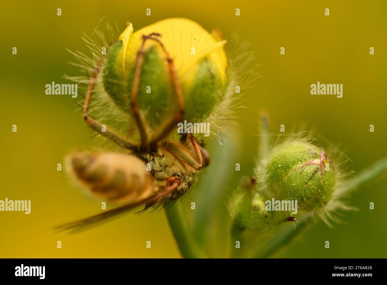 Fliegen, Makro Stockfoto