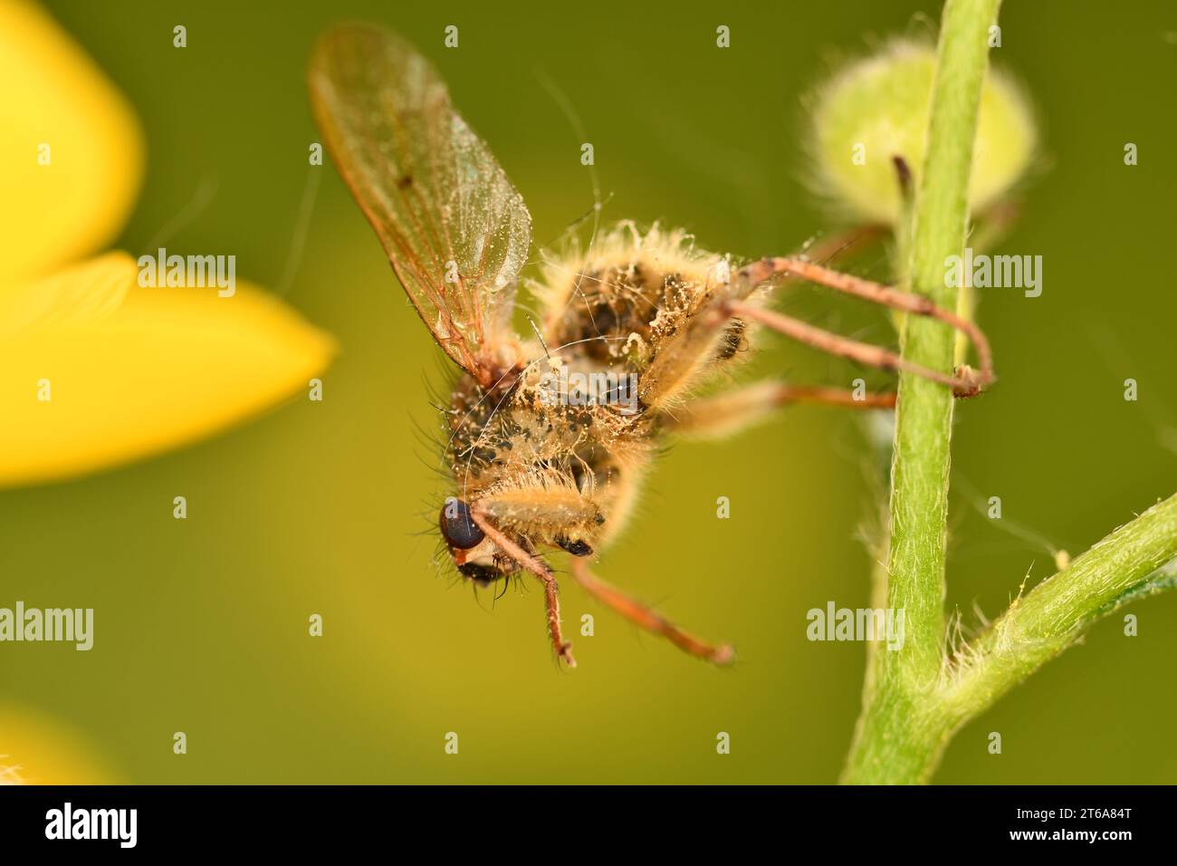 Fliegen, Makro Stockfoto