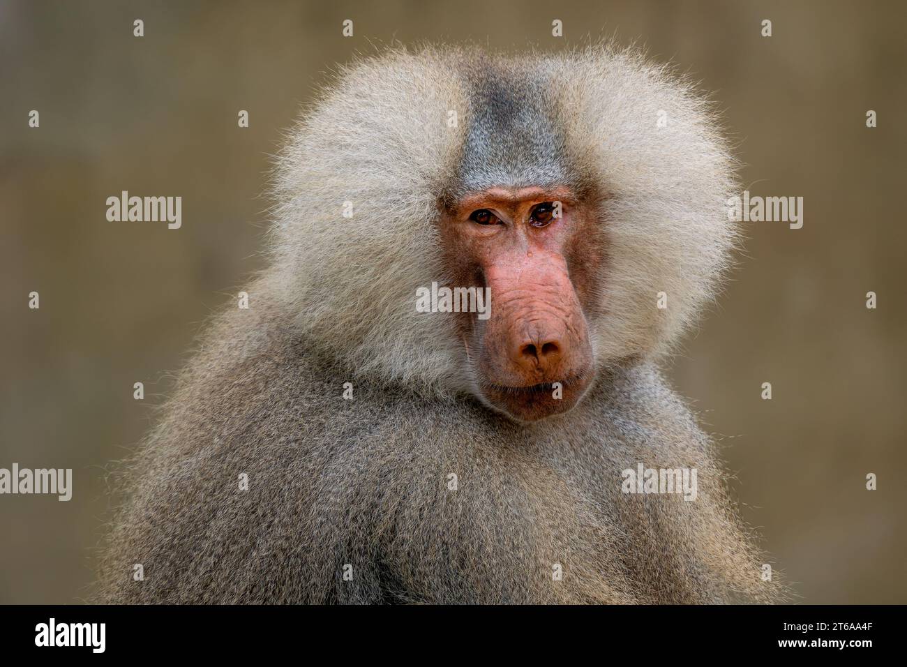 Hamadryas Pavian - Papio hamadryas, schöner großer Primaten aus den Savannen und felsigen Gebieten am Horn von Afrika, Äthiopien. Stockfoto