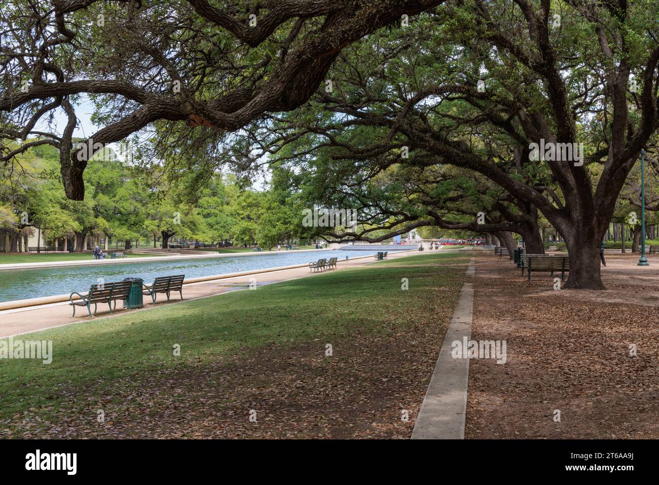 An den Seiten des Mary Gibbs und des Jesse H. Jones Reflection Pools im Hermann Park im Zentrum von Houston, Texas, befinden sich lebende Eichen Stockfoto