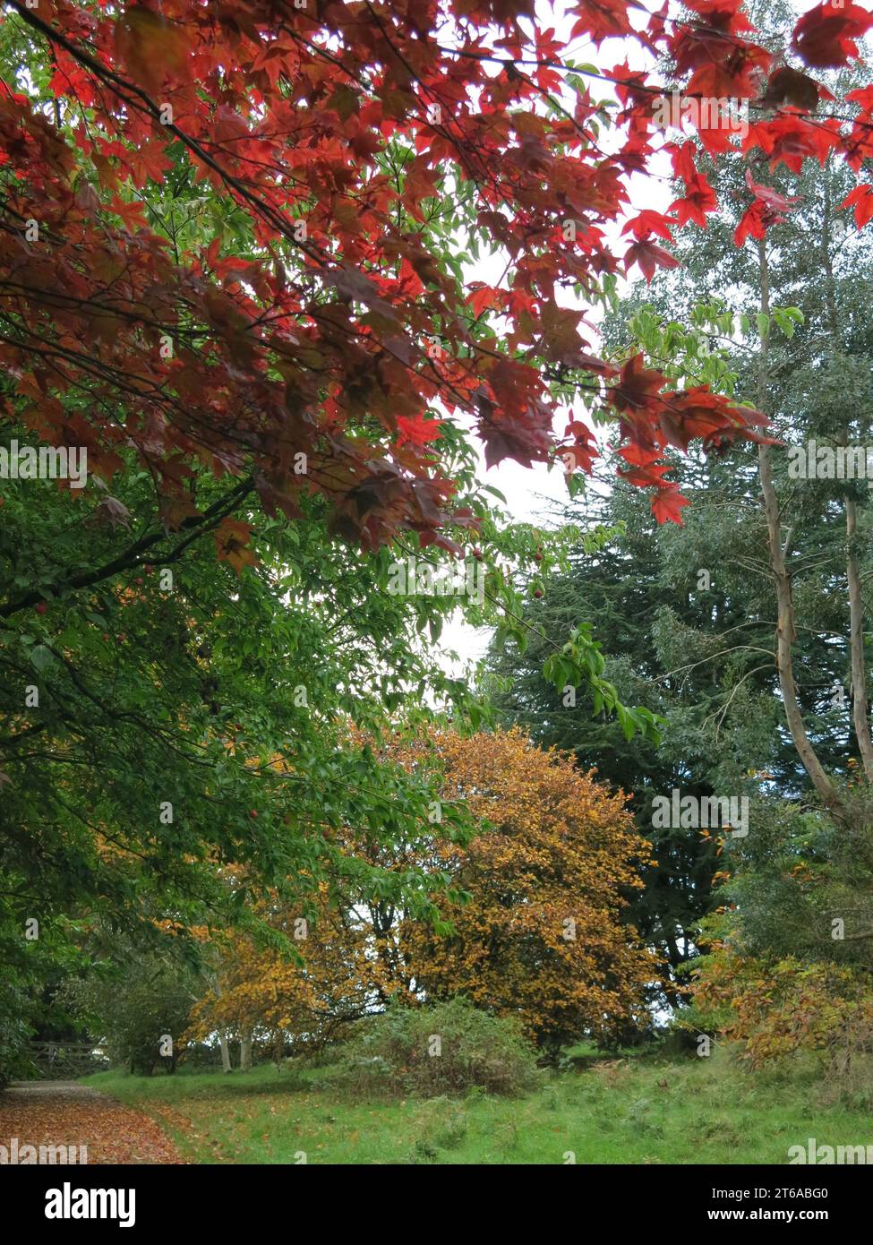 Herbstliche Farben in der Landschaft des National Trust Anwesens, Stoneywell; die Blätter einer Acer sind ein tiefbronzenes Rot. Stockfoto