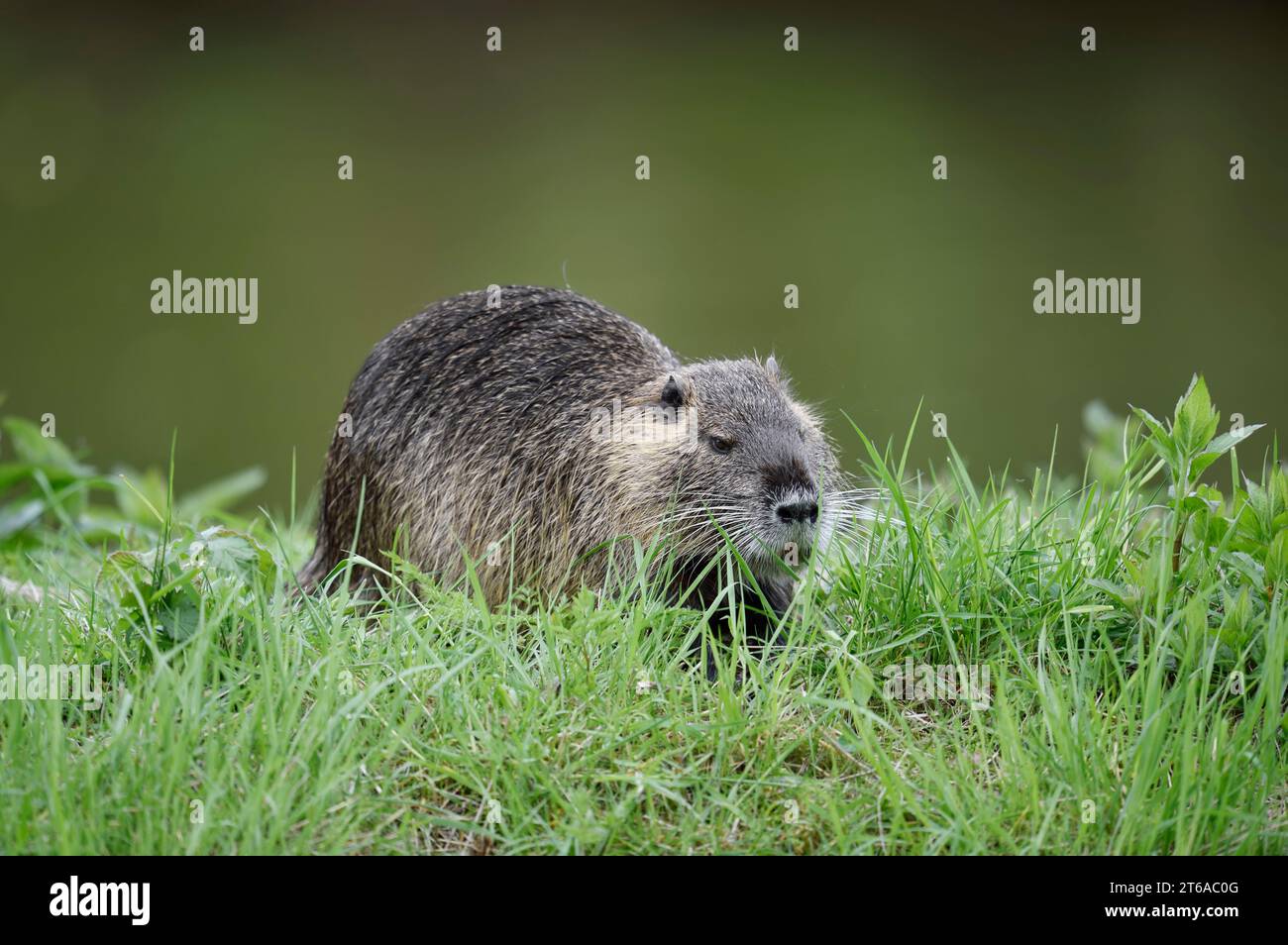 Nutria, (Myocastor coypus), Nordrhein-Westfalen, Deutschland, Neozoon in Germany | Nutria (Myocastor coypus), Nordrhein-Westfalen, Deutschland Stockfoto