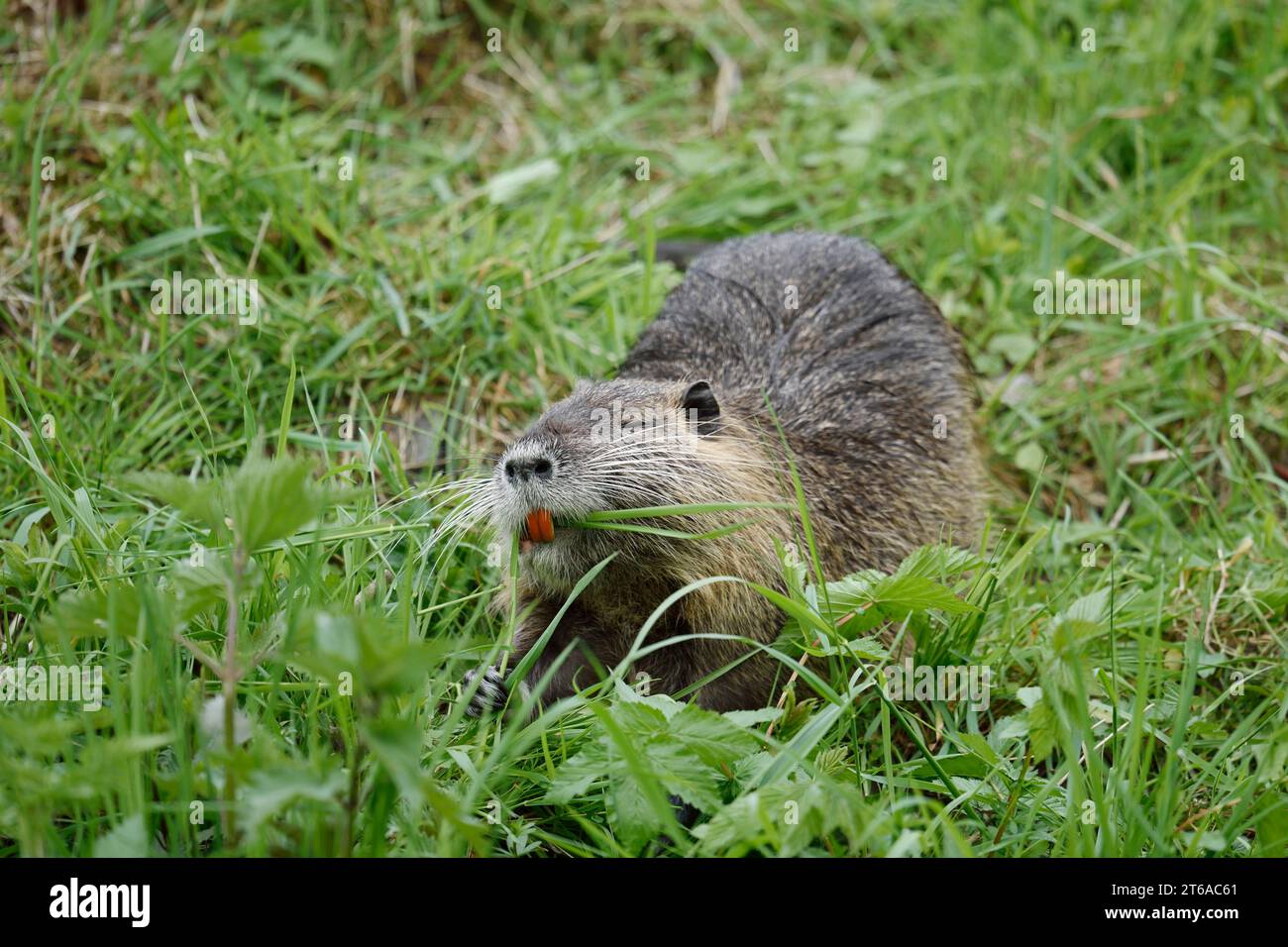 Nutria, (Myocastor coypus), Nordrhein-Westfalen, Deutschland, Neozoon in Germany | Nutria (Myocastor coypus), Nordrhein-Westfalen, Deutschland Stockfoto