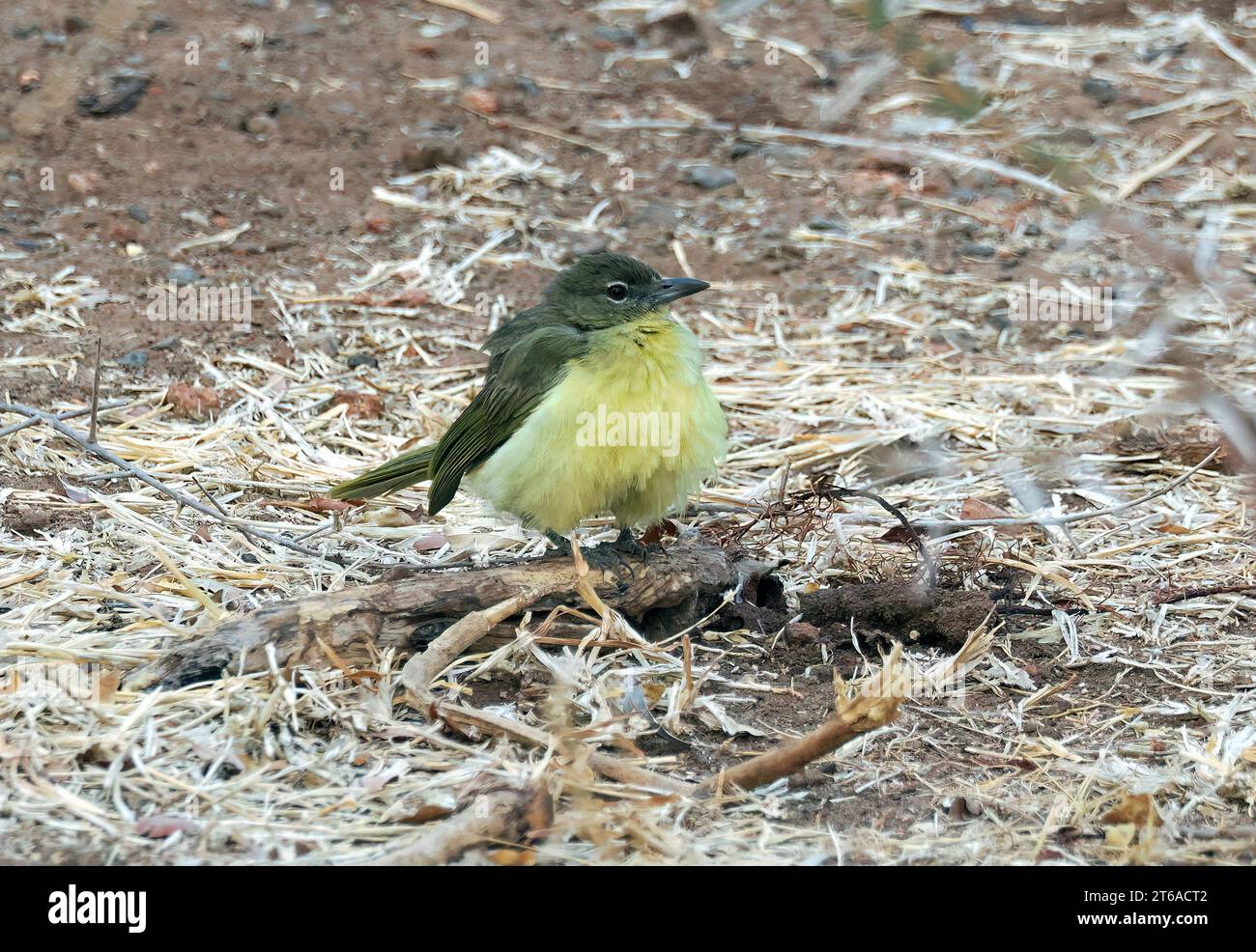 Gelbbauchbäuchlein, Gelbbauchbülbül, Bulbul à poitrine jaune, Chlorocichla flaviventris, sárgahasú bülbül, Zambezi-Nationalpark, Simbabwe Stockfoto