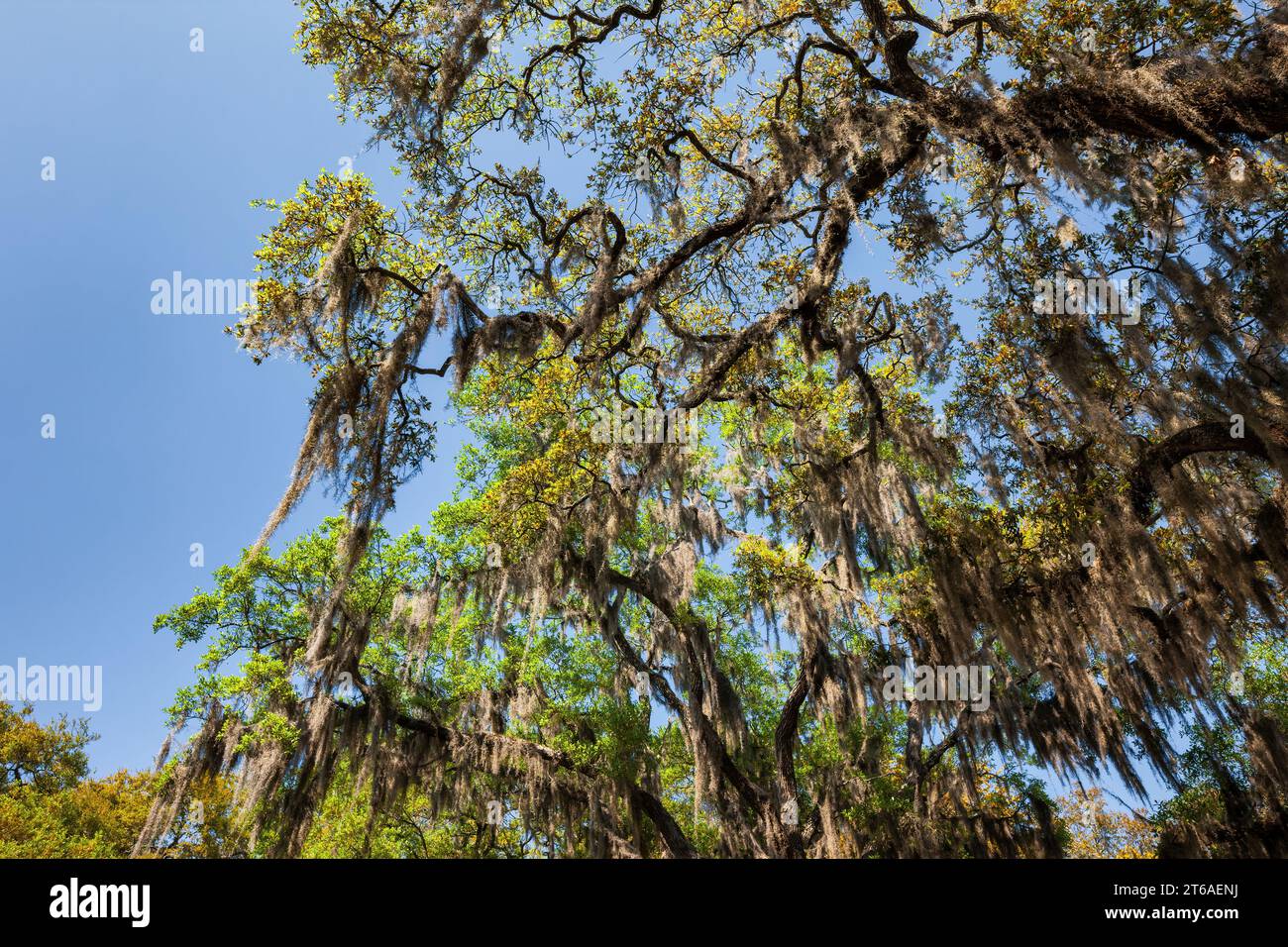 Lebende Eiche mit spanischem Moos in Savannah, Georgia, USA Stockfoto