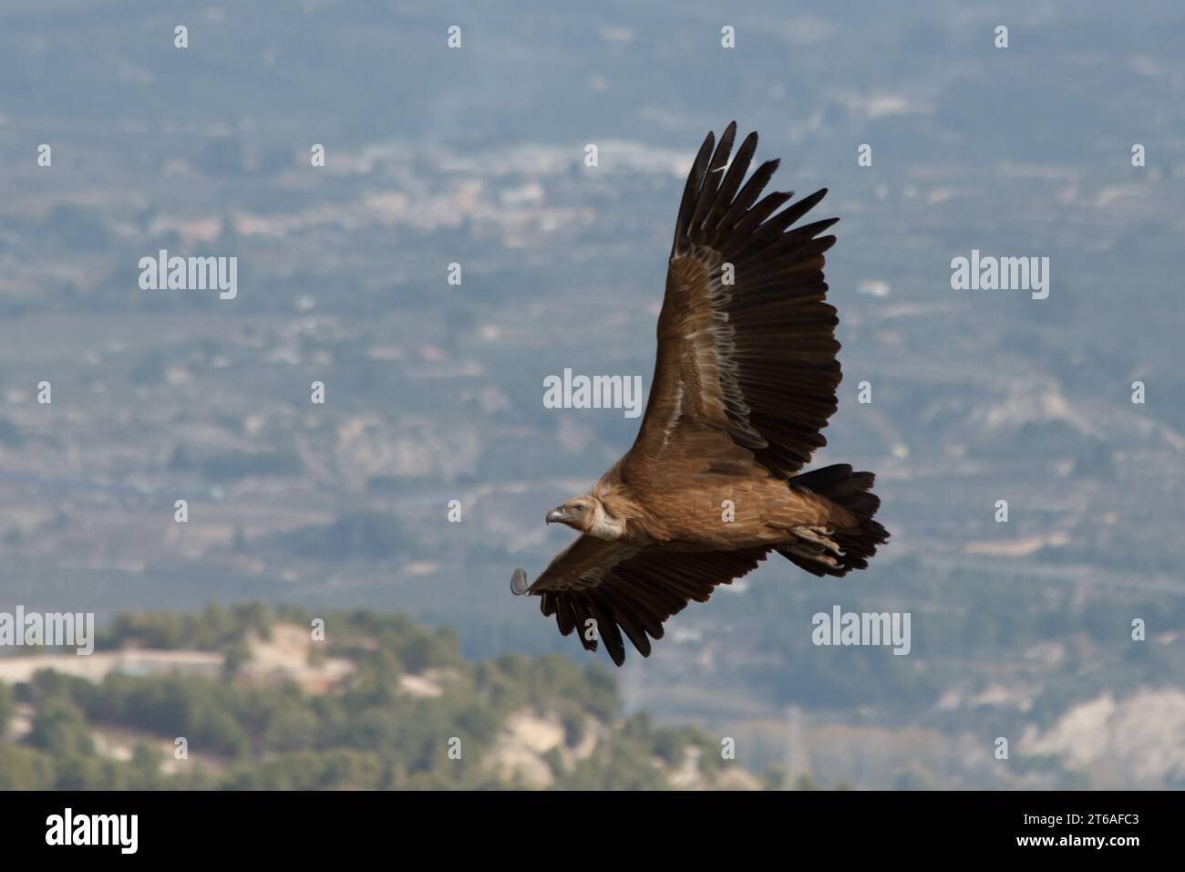 Gänsegeier aus dem Tierschutzprojekt Projecte Canyet mit dem Cocentaina-Tal im Hintergrund, Spanien Stockfoto