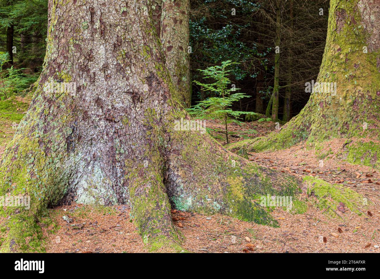Eine junge Eibe, die zwischen den Wurzeln der Tannen im Ardcastle Wood in der Nähe von Lochgair, Argyll & Bute, Schottland, aufwächst Stockfoto