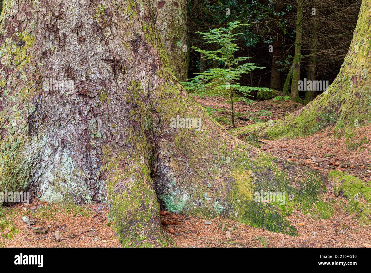 Eine junge Eibe, die zwischen den Wurzeln der Tannen im Ardcastle Wood in der Nähe von Lochgair, Argyll & Bute, Schottland, aufwächst Stockfoto