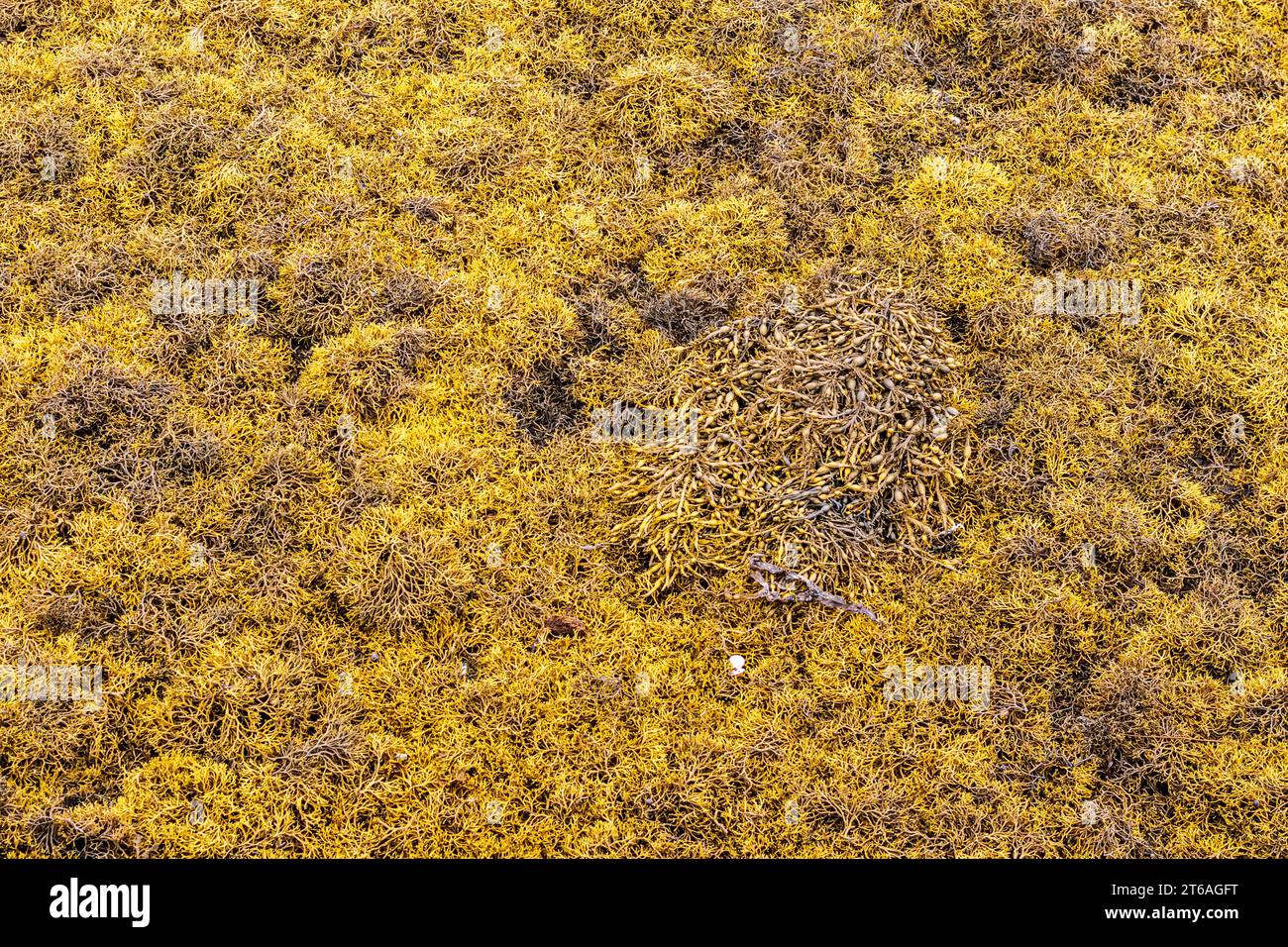 Algen in Tarbert, Argyll & Bute, Schottland, Großbritannien Stockfoto