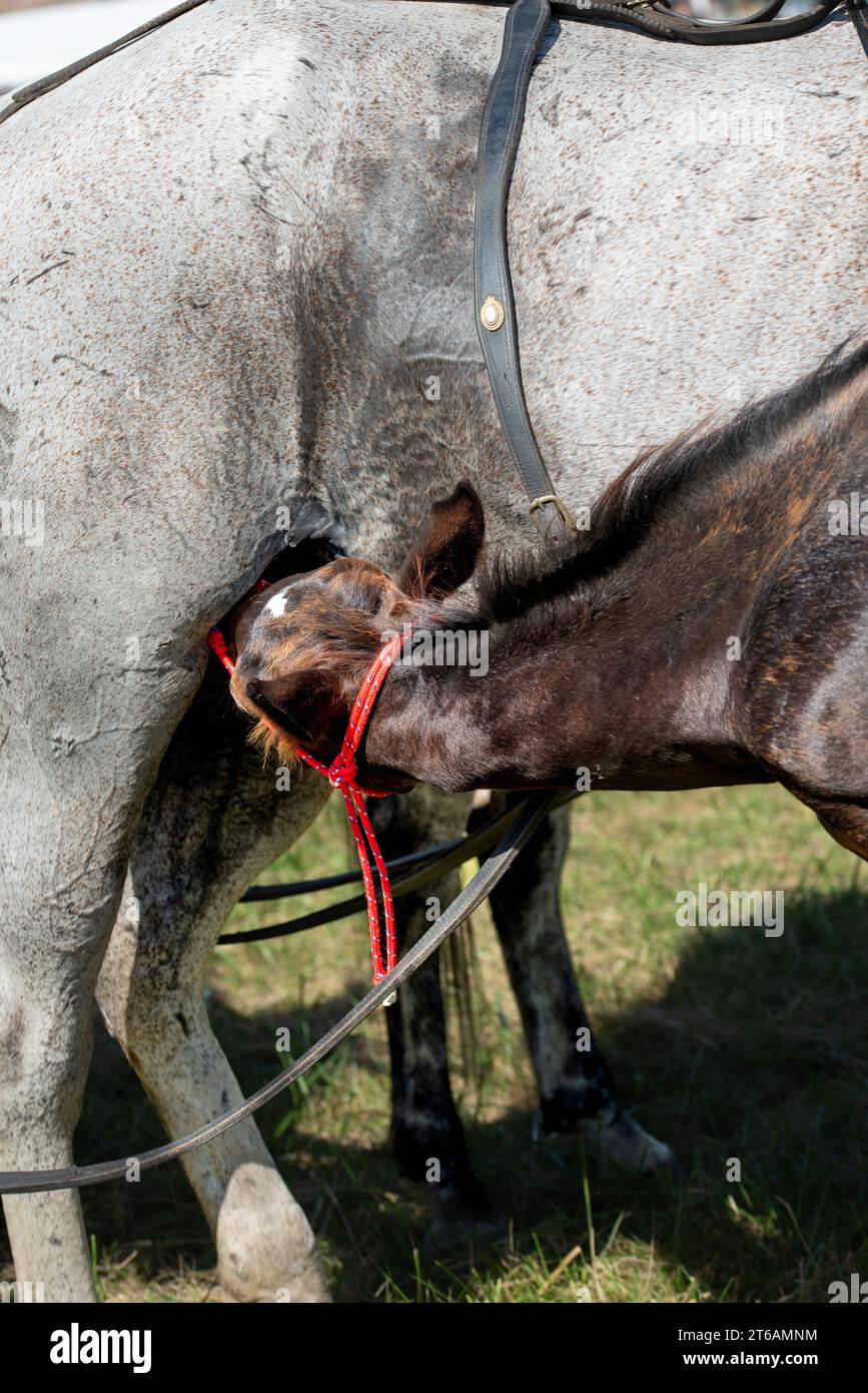 Die Stute saugt ihr Fohlen auf einem Feld. Ein sehr junges Fohlen und eine Mutter melken. Stockfoto