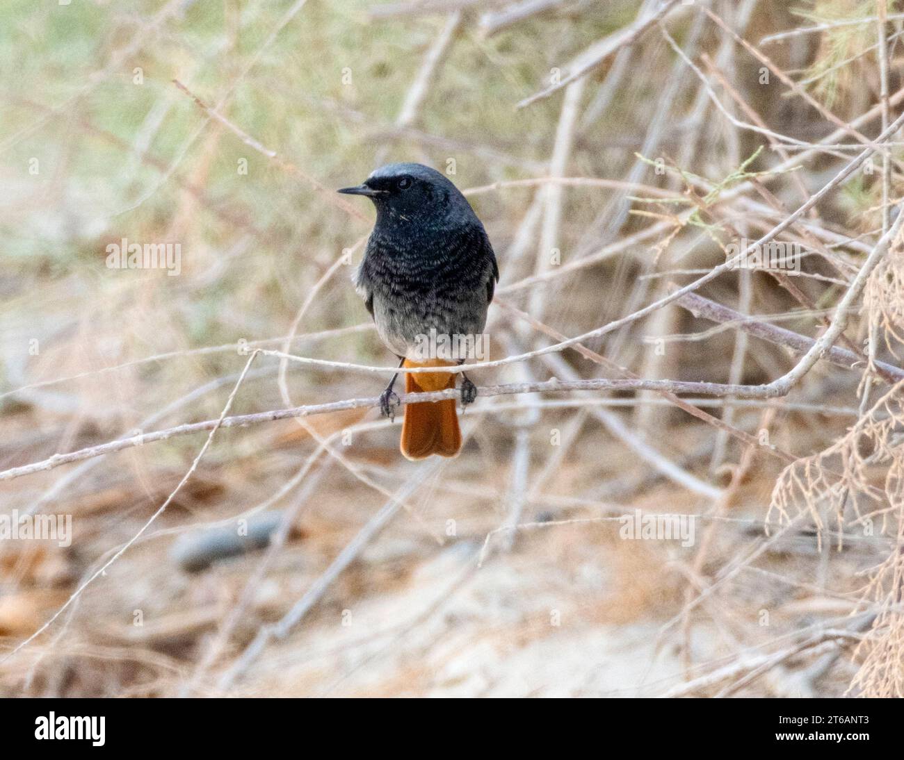 Black Redstart (Phoenicurus ochruros), Zypern Stockfoto