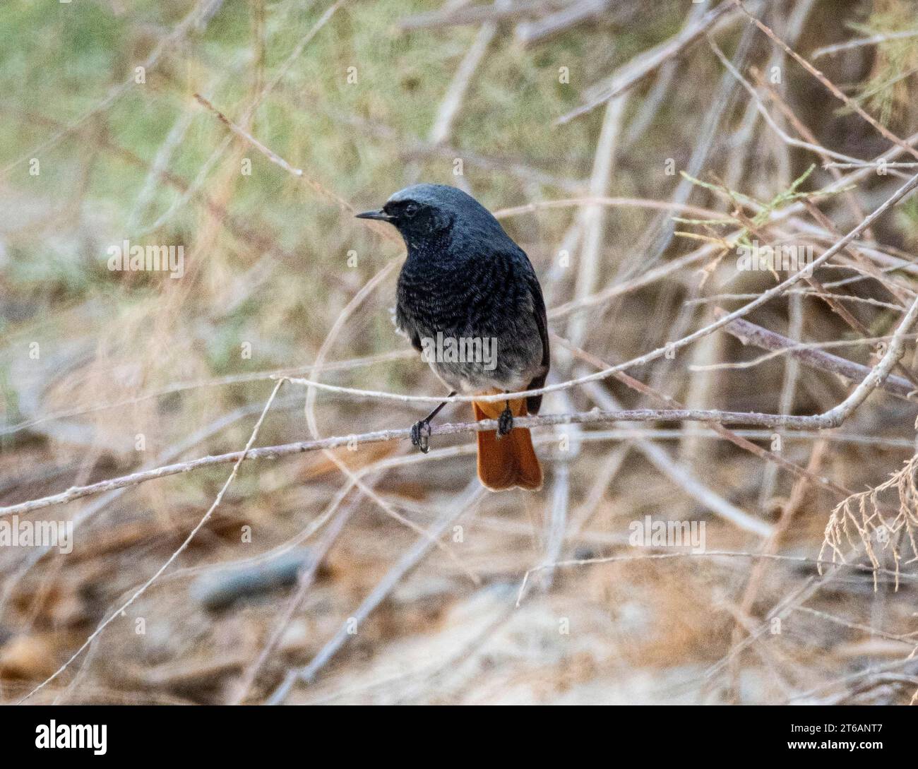 Black Redstart (Phoenicurus ochruros), Zypern Stockfoto