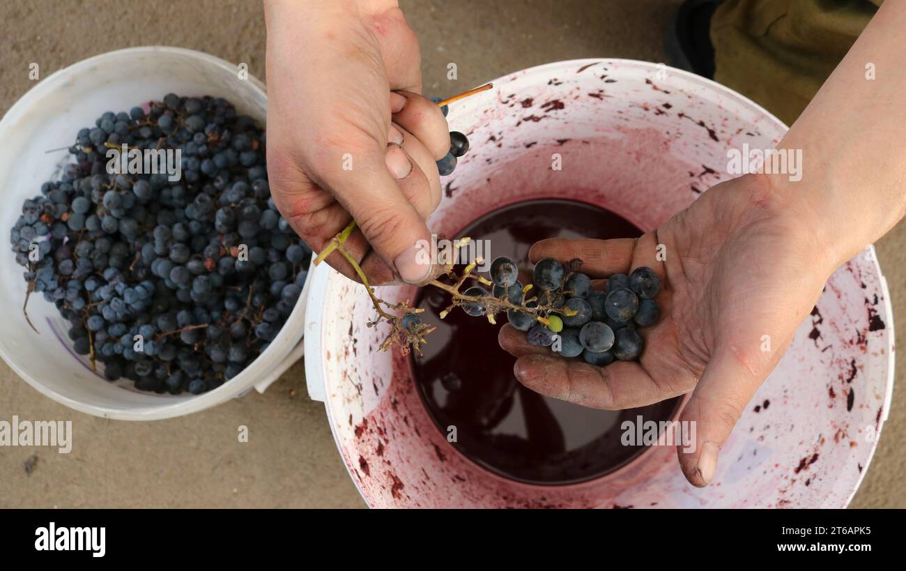 Bauernhände mit einem Haufen roter Trauben über zwei Behälter mit Obsternte und Traubensaft, handverlesene Auswahl geeigneter Rohstoffe Stockfoto