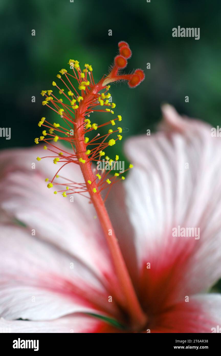 Pistil der Hibiskusblüte (digitale Verarbeitung) Stockfoto