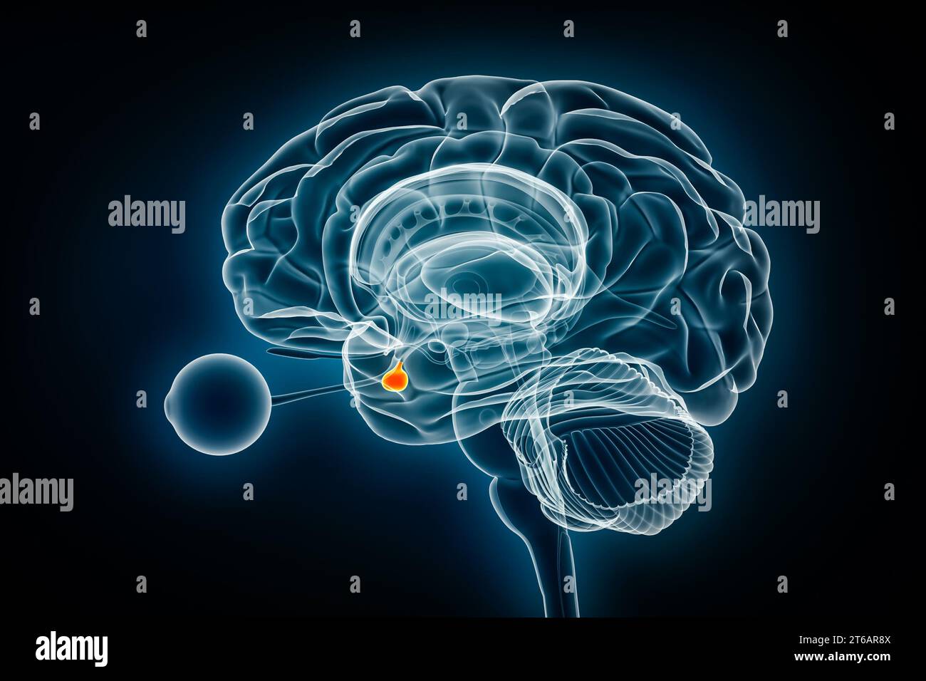 3D-Rendering-Illustration der Hypophyse oder der Neurohypophyse. Menschliches Gehirn, Nerven- und endokrines System Anatomie, Medizin, Gesundheitswesen, Scien Stockfoto