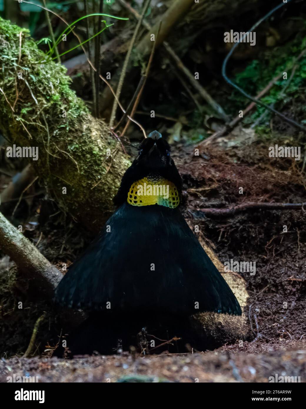 Western oder Arfak Parotia (Parotia sefilata), ein Paradies-Vogel, der ...