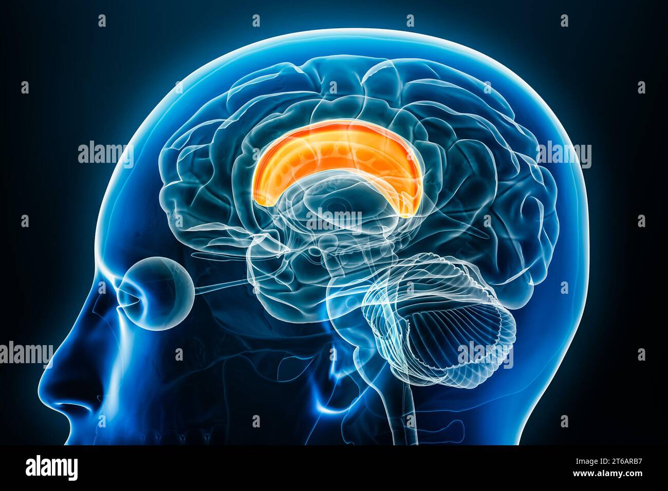 Corpus callosum-Röntgenprofil-Nahansicht 3D-Rendering-Illustration mit Körperkonturen. Anatomie des menschlichen Gehirns und des Nervensystems, Medizin, Wissenschaft, ne Stockfoto