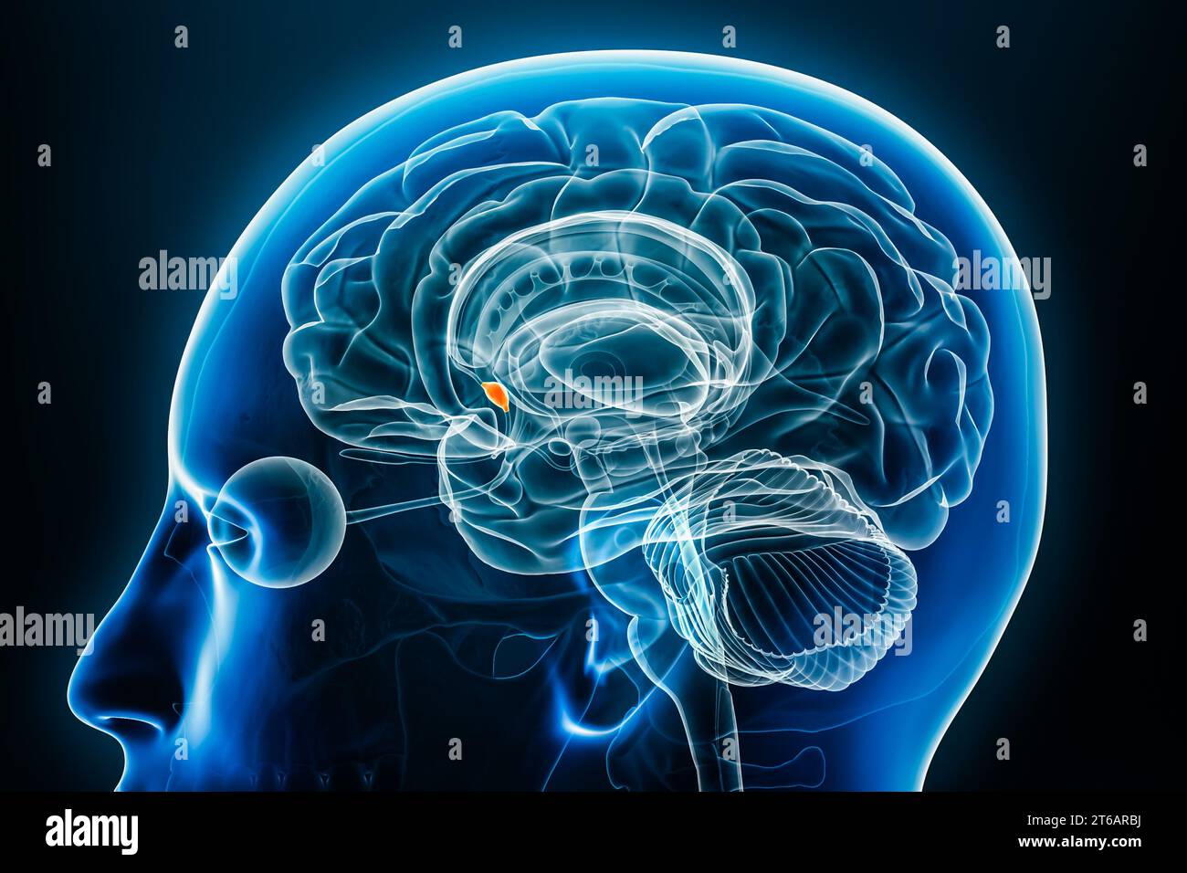 Röntgenprofil des Septuskerns Nahansicht 3D-Rendering-Illustration mit Körperkonturen. Menschliches Gehirn und limbisches System Anatomie, Medizin, Biologie, Scie Stockfoto