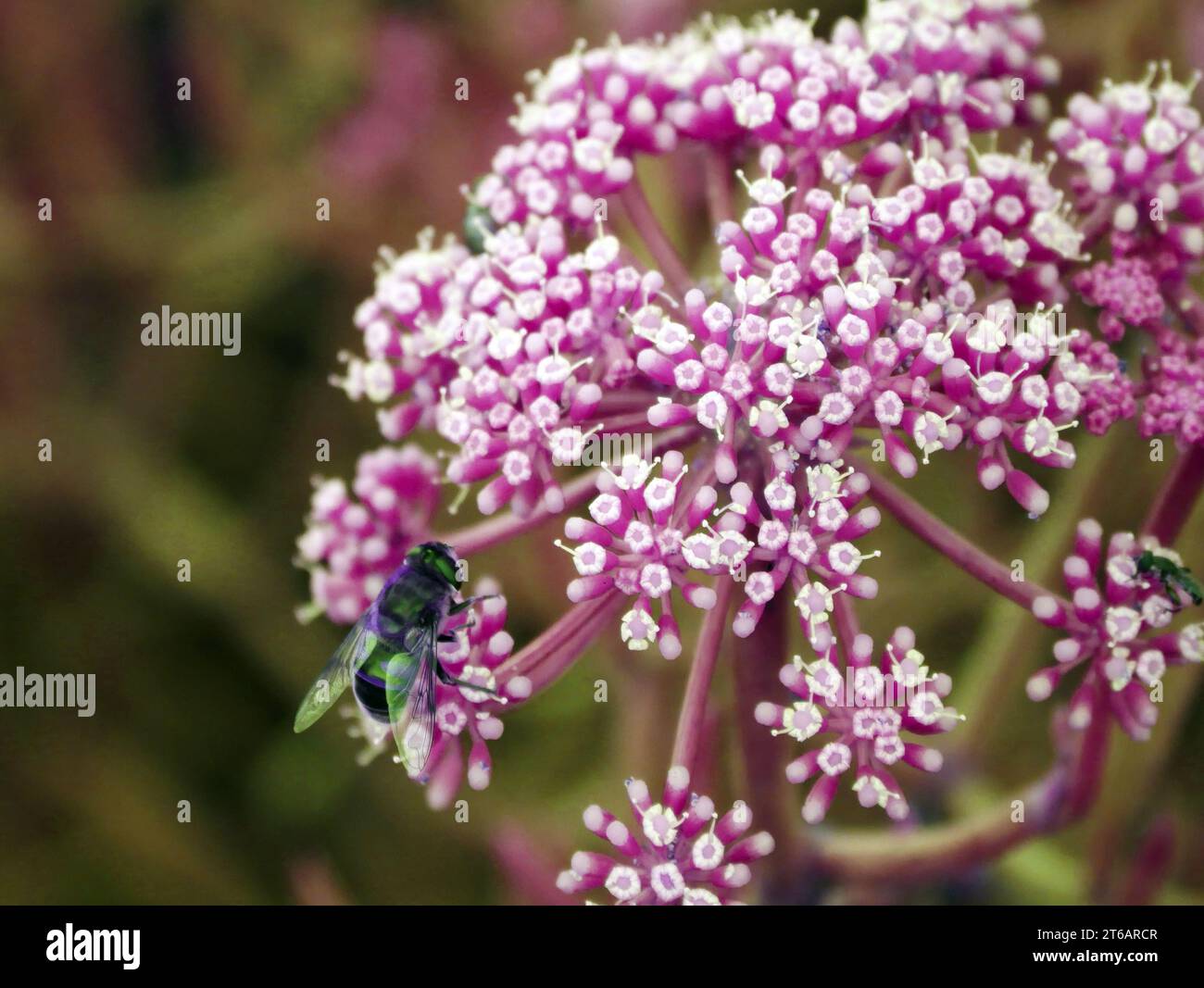 Steinsamphir oder Seefenchel (digitale Verarbeitung) Stockfoto