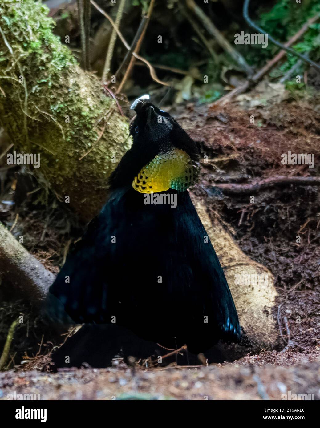 Western oder Arfak Parotia (Parotia sefilata), ein Paradies-Vogel, der ...