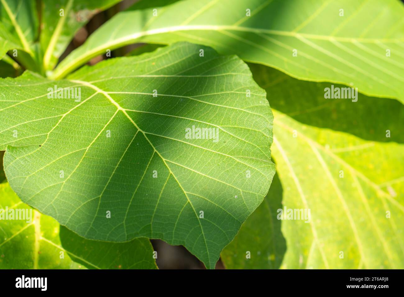 (Tectona grandis) Ficus lyrata Hintergrund junge Teakblätter im Garten, asien Indonesien Stockfoto