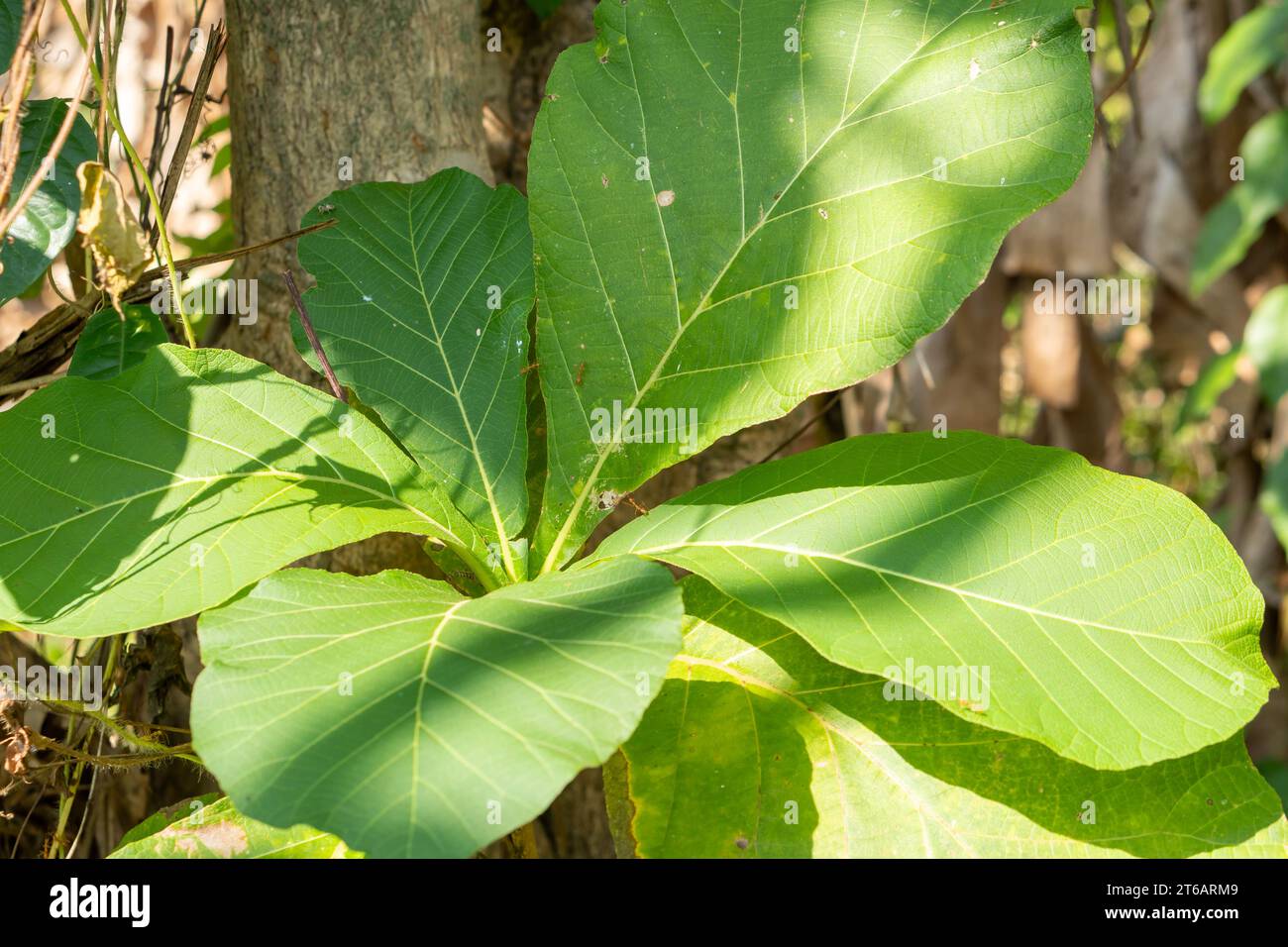 (Tectona grandis) Ficus lyrata Hintergrund junge Teakblätter im Garten, asien Indonesien Stockfoto