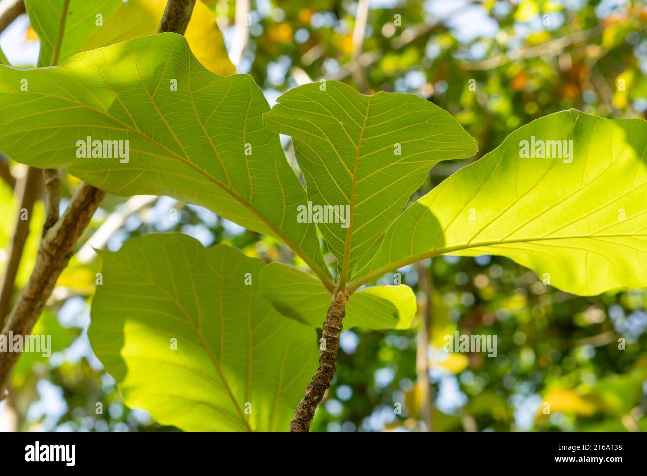 (Tectona grandis) Ficus lyrata Hintergrund junge Teakblätter im Garten, asien Indonesien Stockfoto
