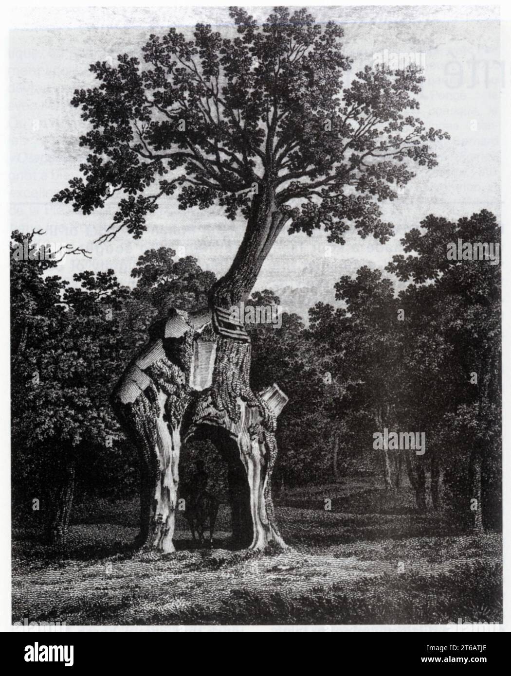 A. Rooker d'après S.H.Grimm. GUE nord-ouest du Chêne de Greendale à Welbeck. Stockfoto