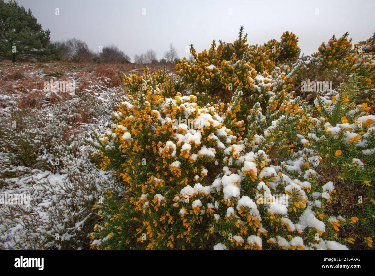 Ginster in Blume im Winter bedeckt von Frost und Schnee auf Kelling Heath Norfolk Stockfoto