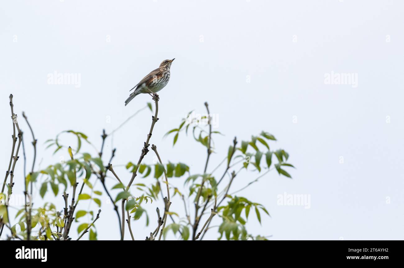 Ein einziger rotschwingen (Turdus iliacus), der auf einem eberbaum thront. Stockfoto