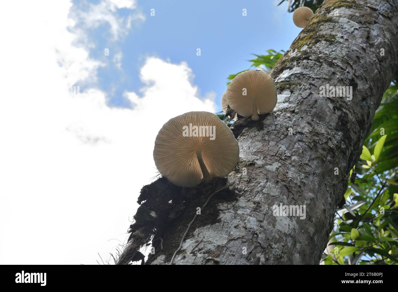 Die geblühten großen weißen Kappenpilze gehören zur Gattung der Oudemansiella-Pilze, die auf der Oberfläche eines toten Kokosstammes wachsen Stockfoto